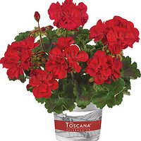 Зональная, кустовая пеларгония (герань) Trendix Dark Green True Dark Red